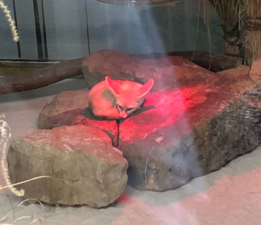 DEVÁŤÁCI V ZOO