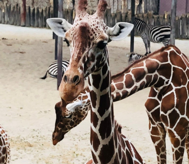 DEVÁŤÁCI V ZOO