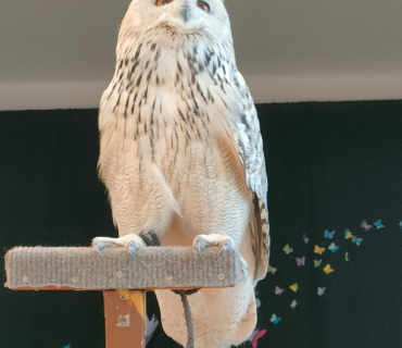 DRAVCI V TĚLOCVIČNĚ