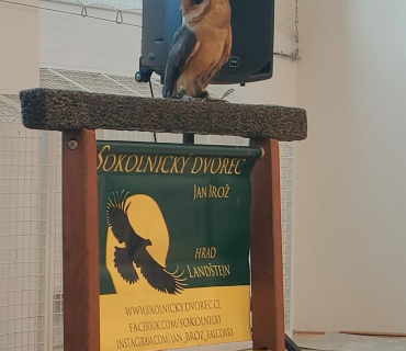 DRAVCI V TĚLOCVIČNĚ