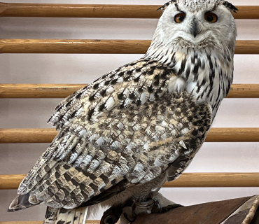 DRAVCI V TĚLOCVIČNĚ