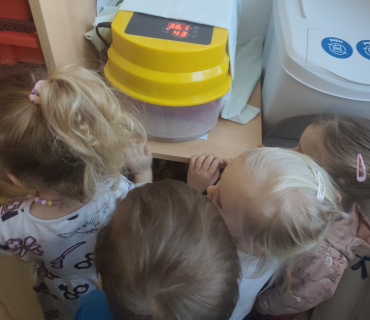 KUŘÁTKA V MATEŘINĚ